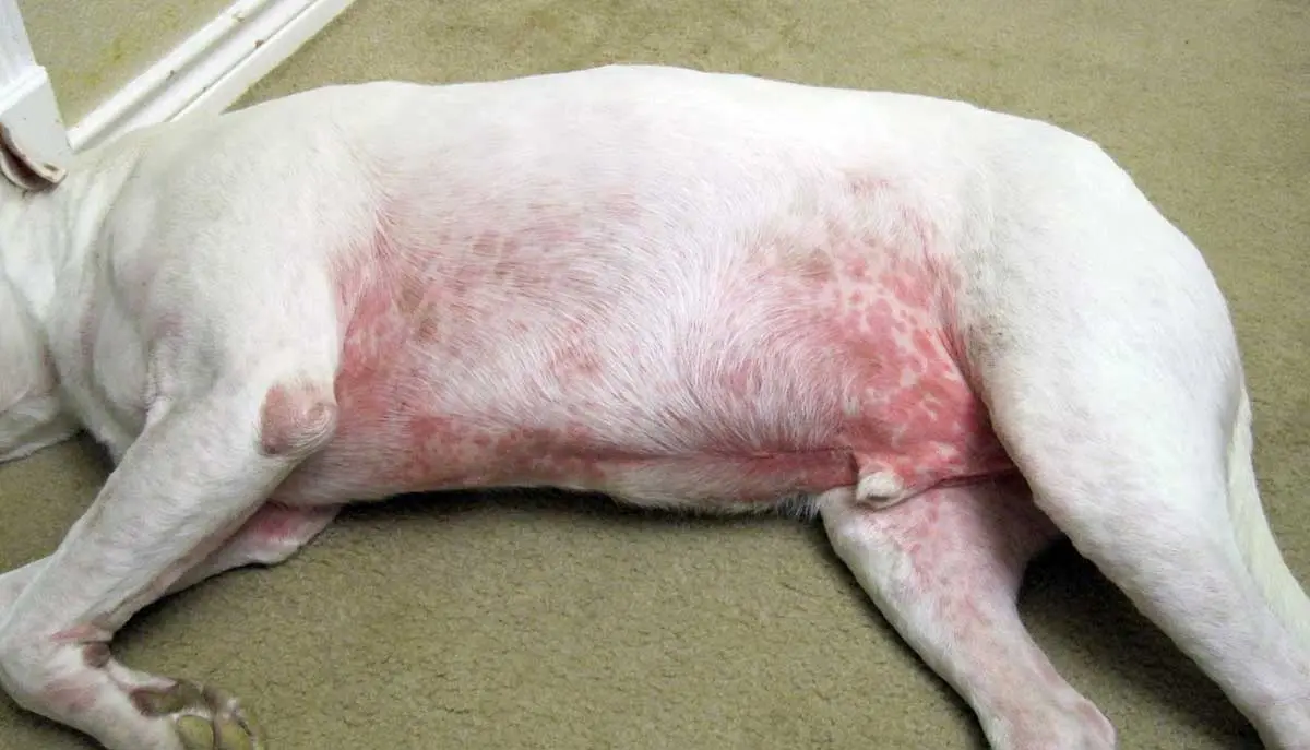 pitbull with dermatitis