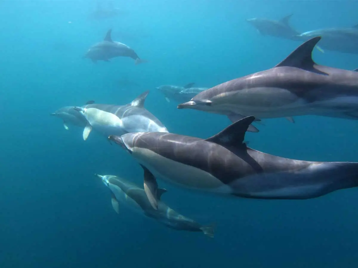 pod of dolphins