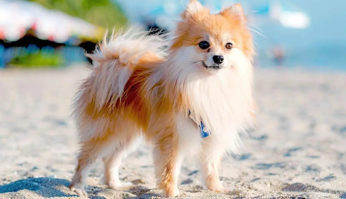 pomeranian at the beach