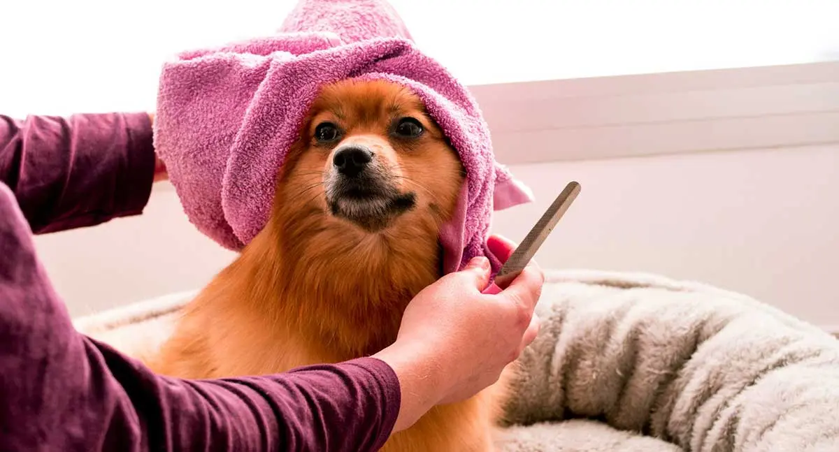 pomeranian dog in towel after bath