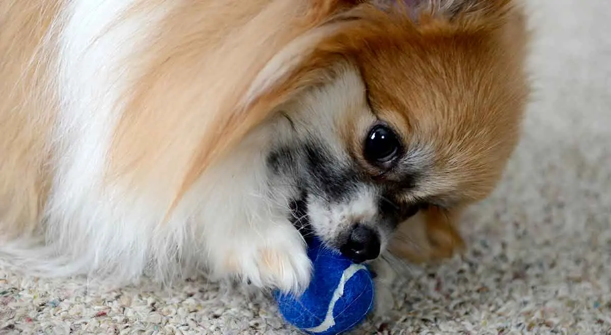 pomeranian dog with a ball wallpaper