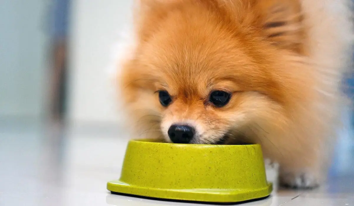 pomeranian eating