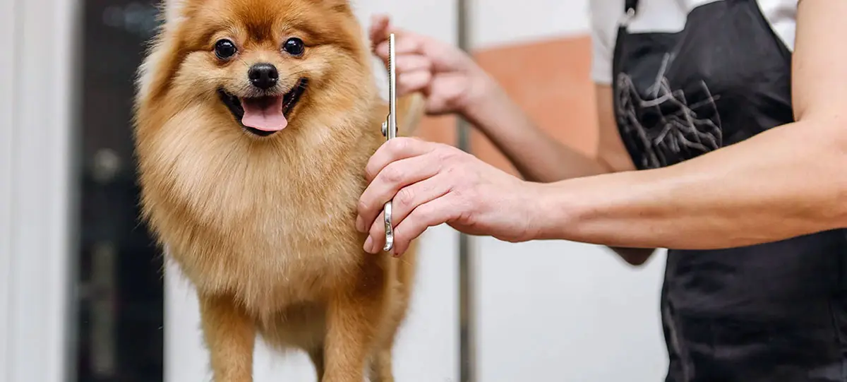 pomeranian haircut