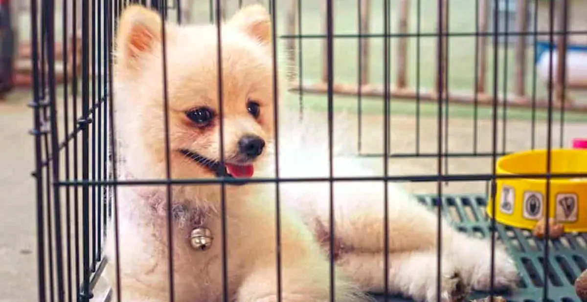 pomeranian in crate