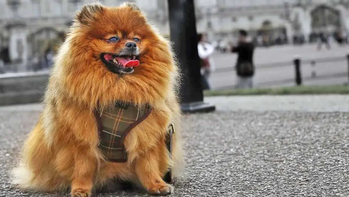 pomeranian in harness