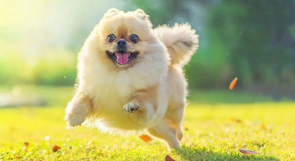 pomeranian jumping