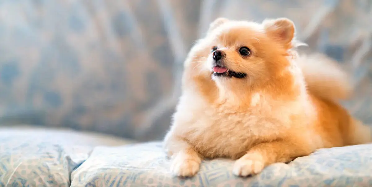 pomeranian on sofa