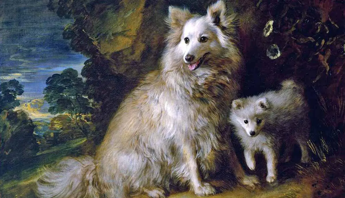 pomeranian painting