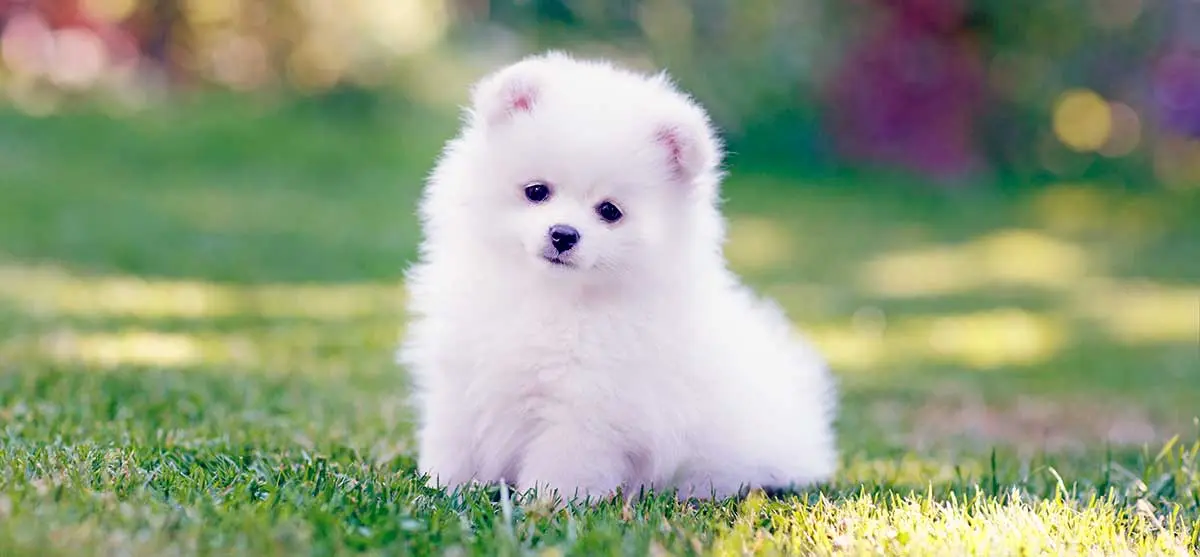 pomeranian puppy in grass