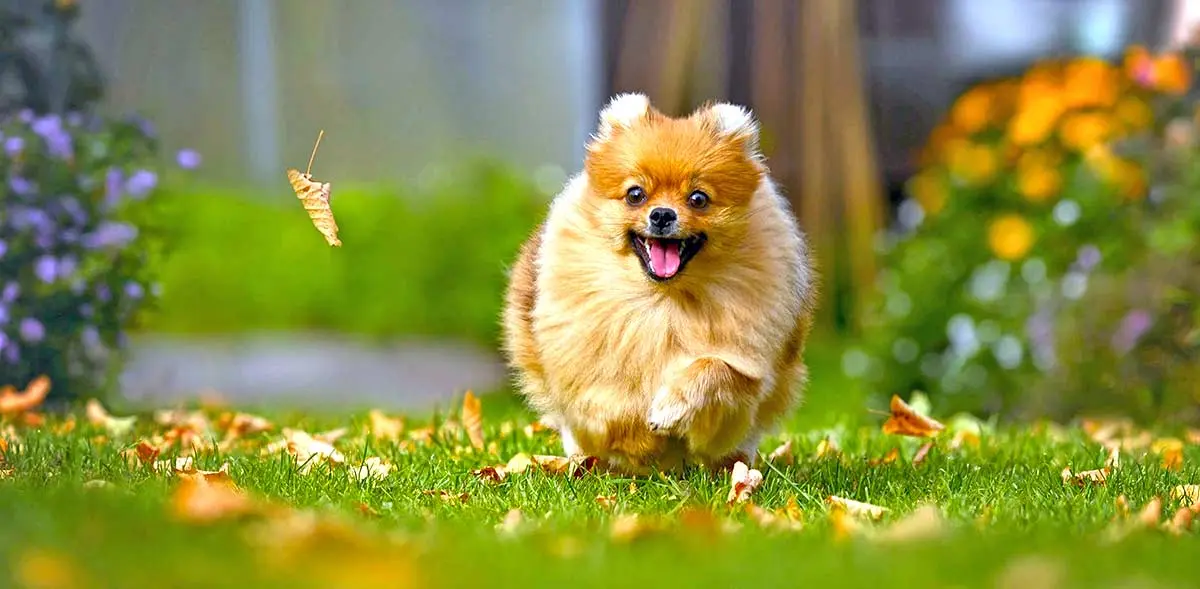 pomeranian running