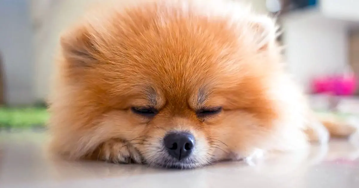 pomeranian sleeping