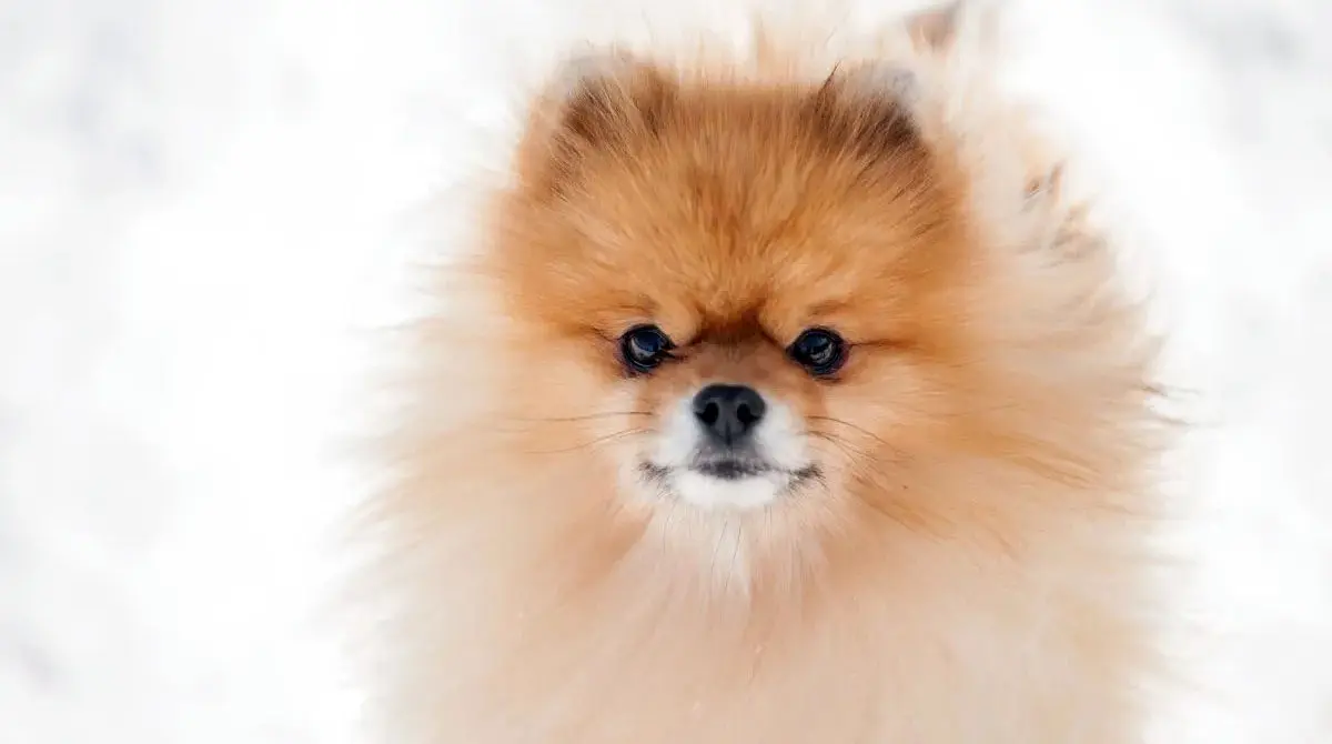 pomeranian