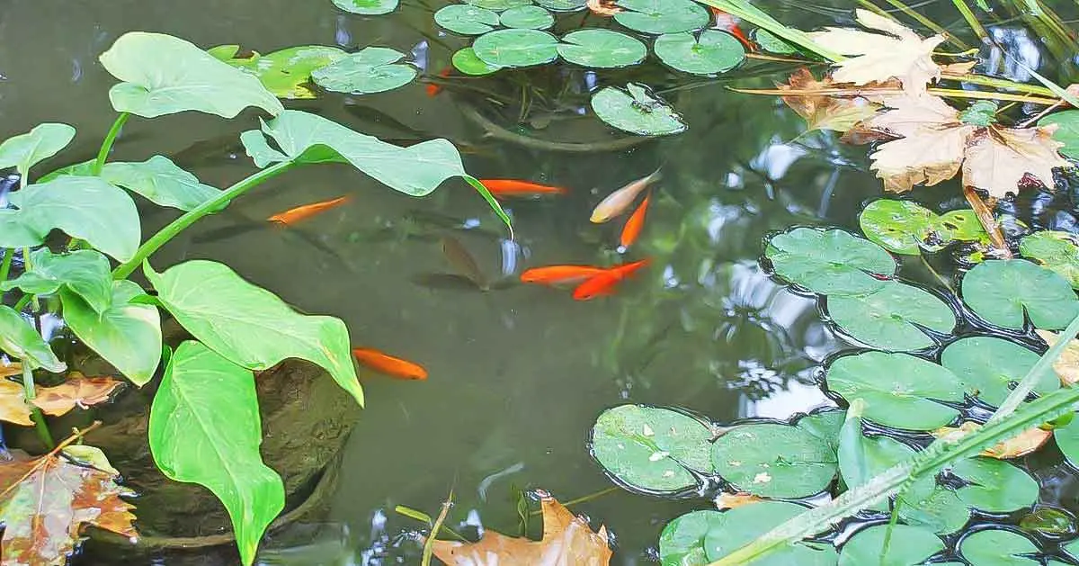 pond lilies