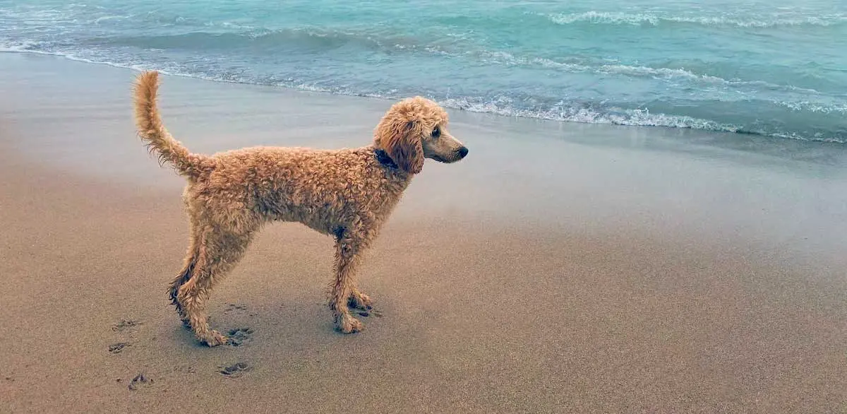 poodle at beach