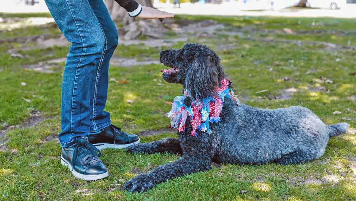 poodle on lawn