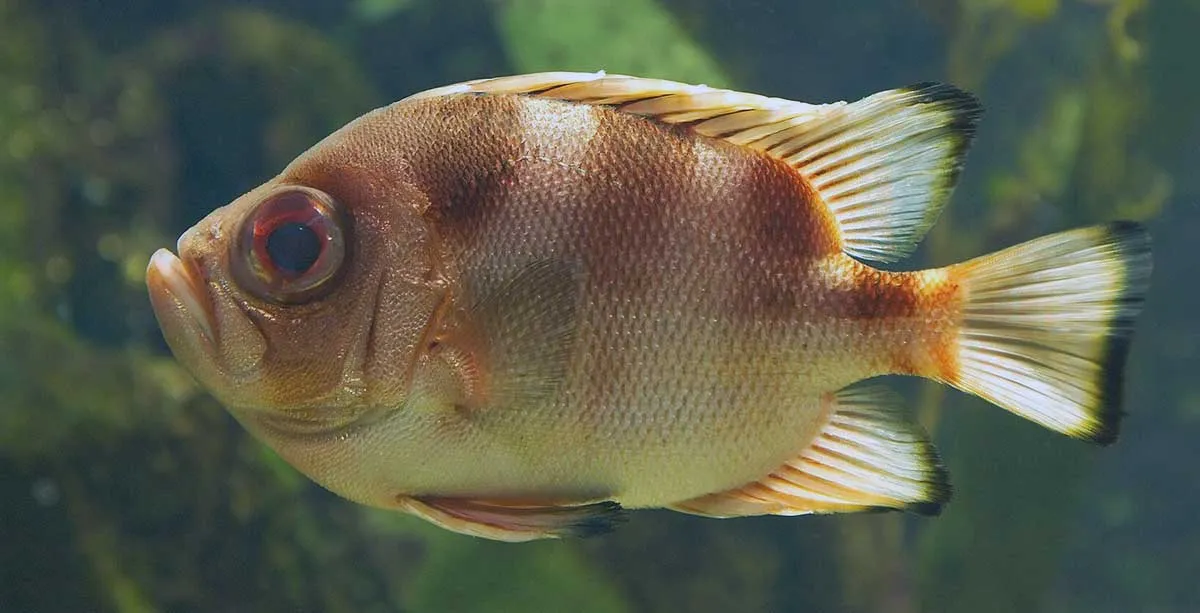 popeye fish