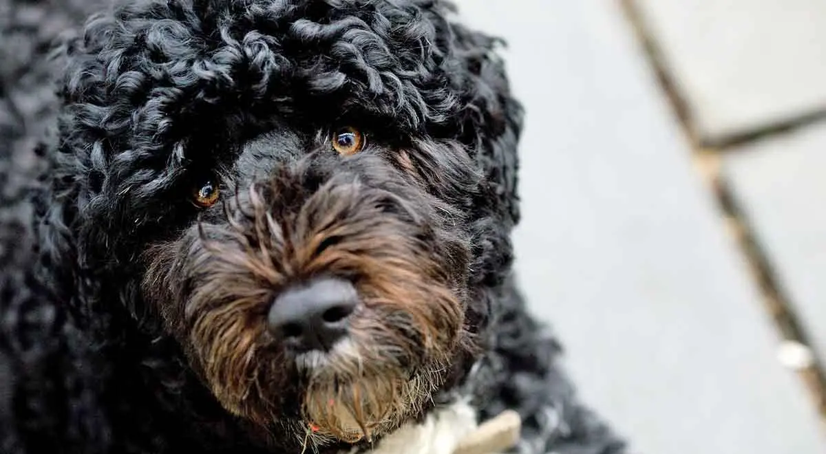 portuguese water dog