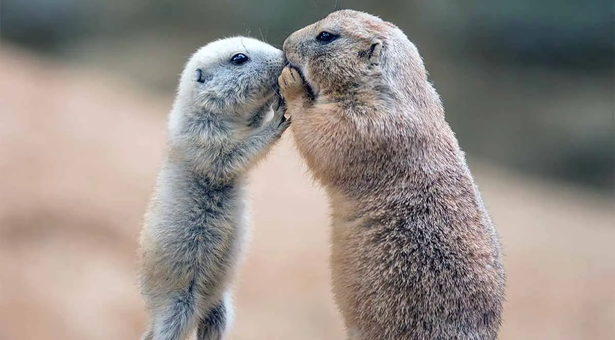 prairie dog animals