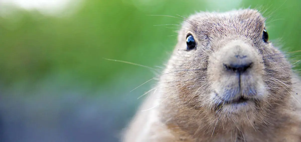 prairie dog up close