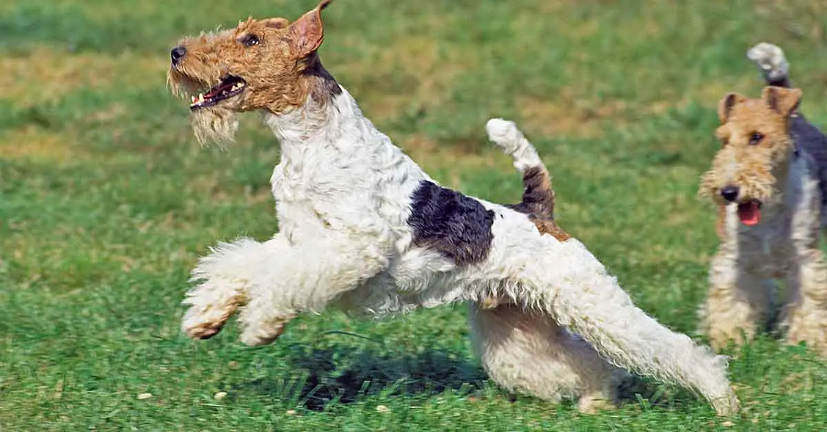 prancing fox terrier