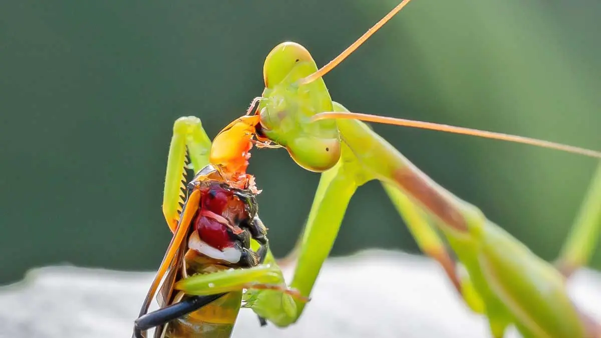 praying mantis eating an insect