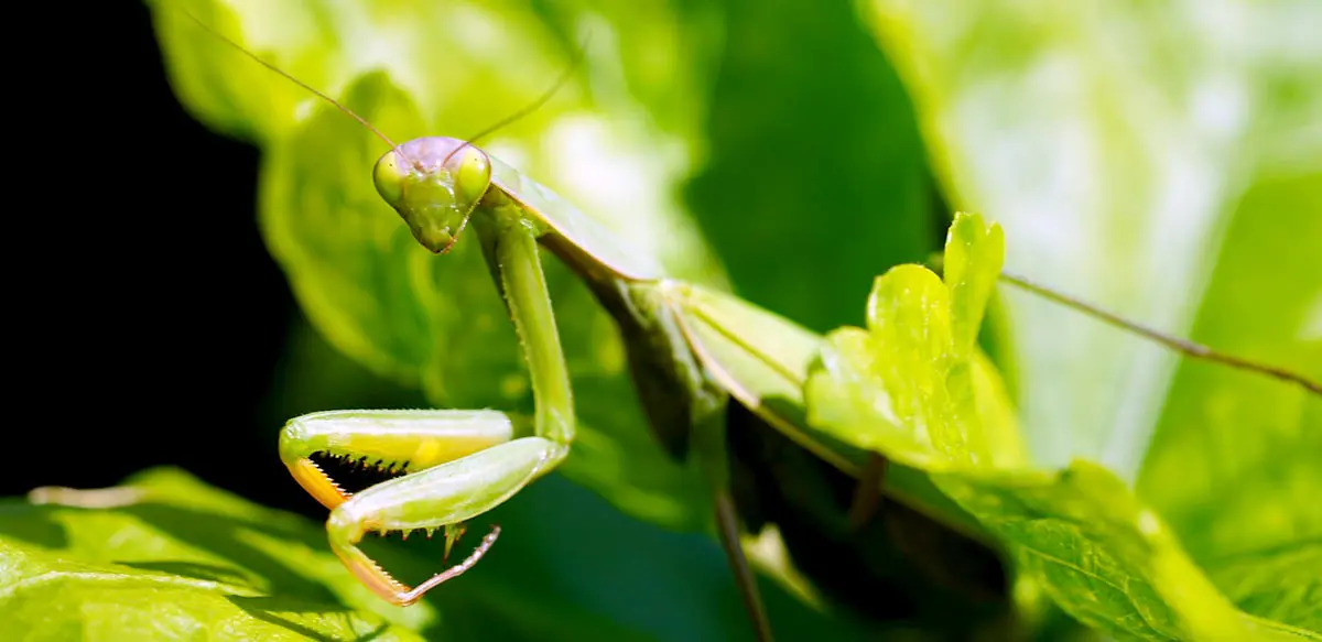 praying mantis