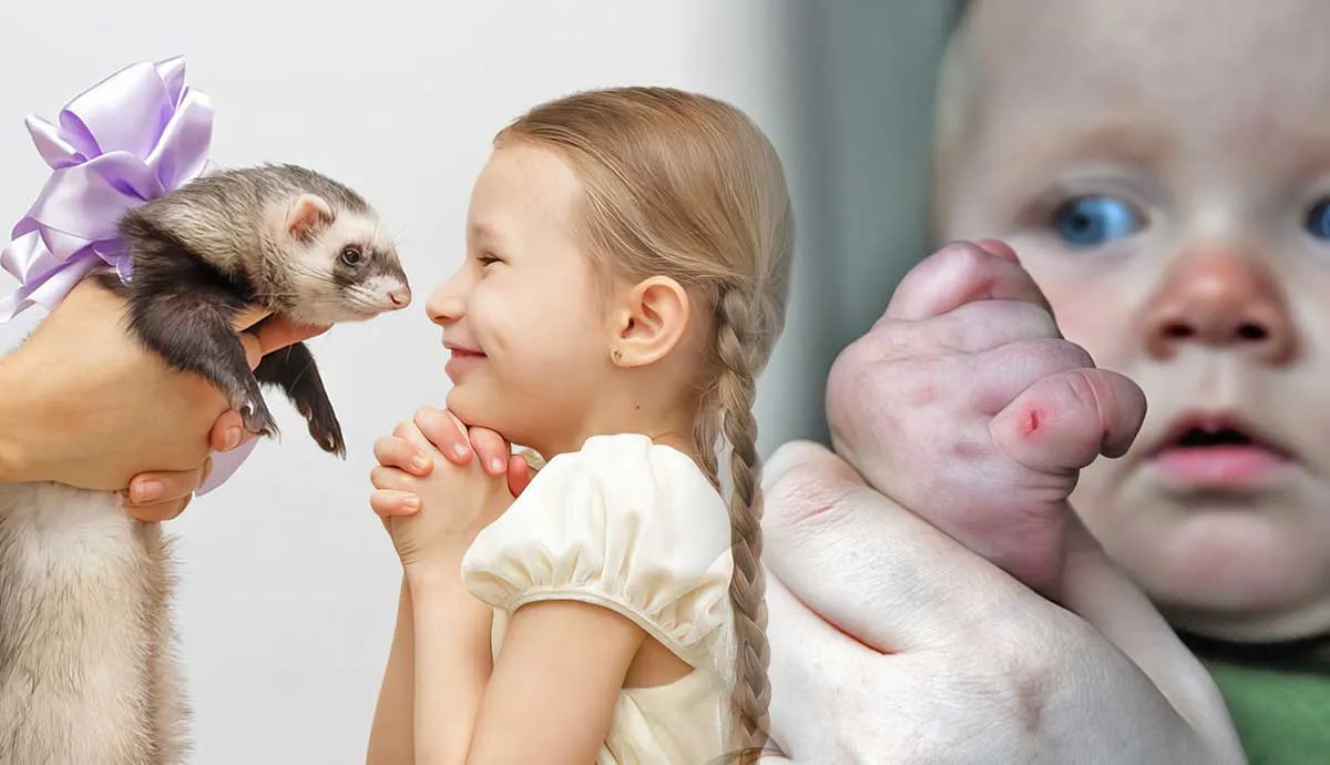 pros cons having pet ferret
