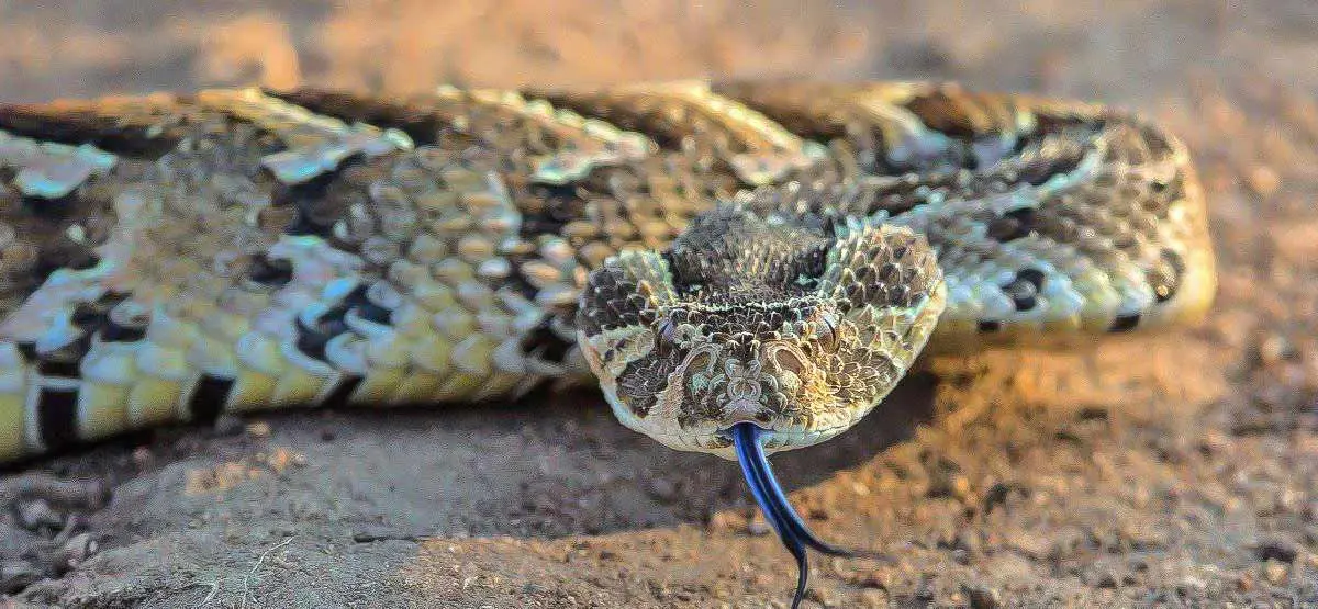 puff adder camouflage