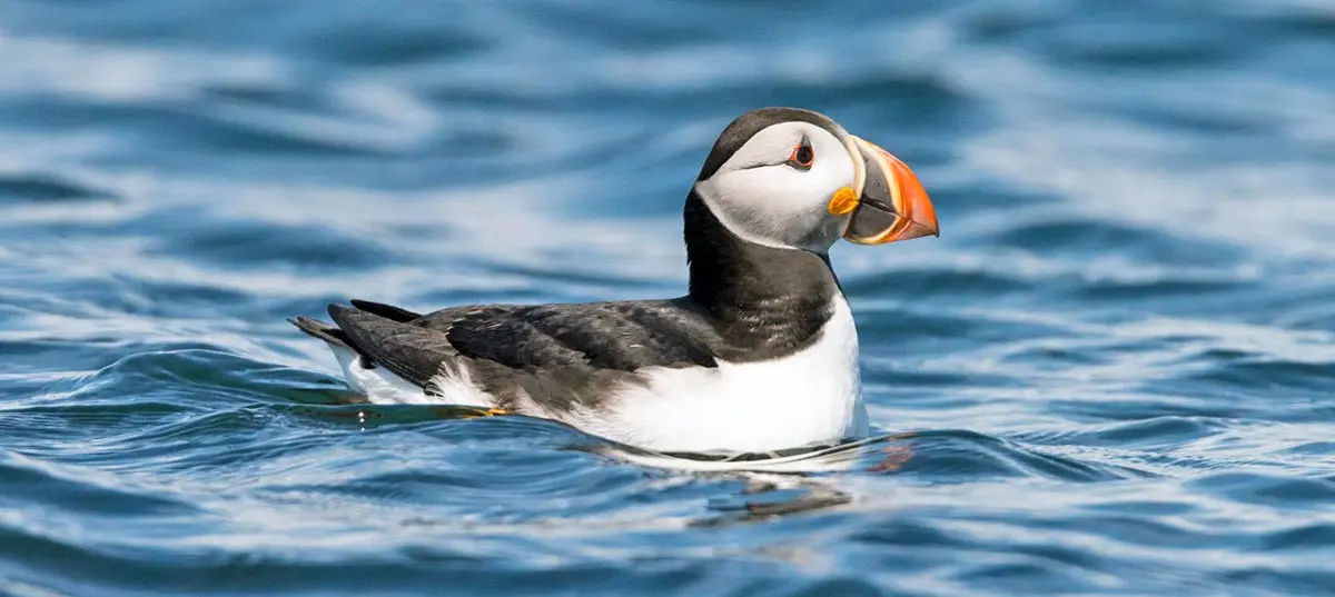 puffin at sea