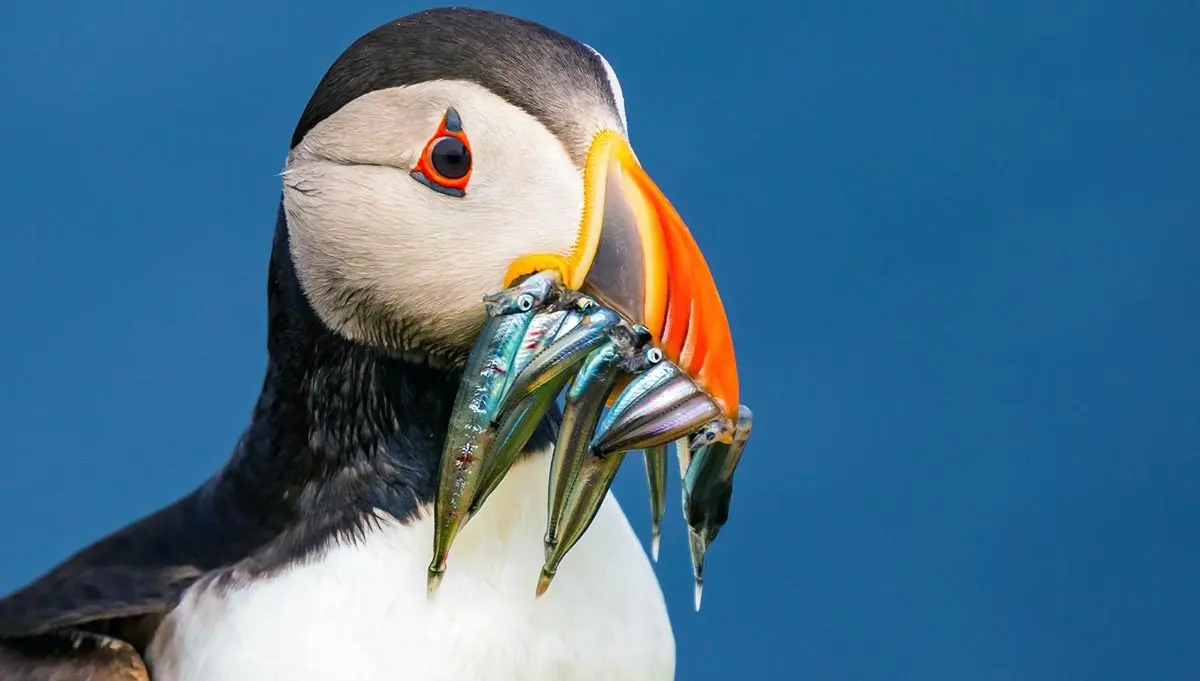 puffin fishing