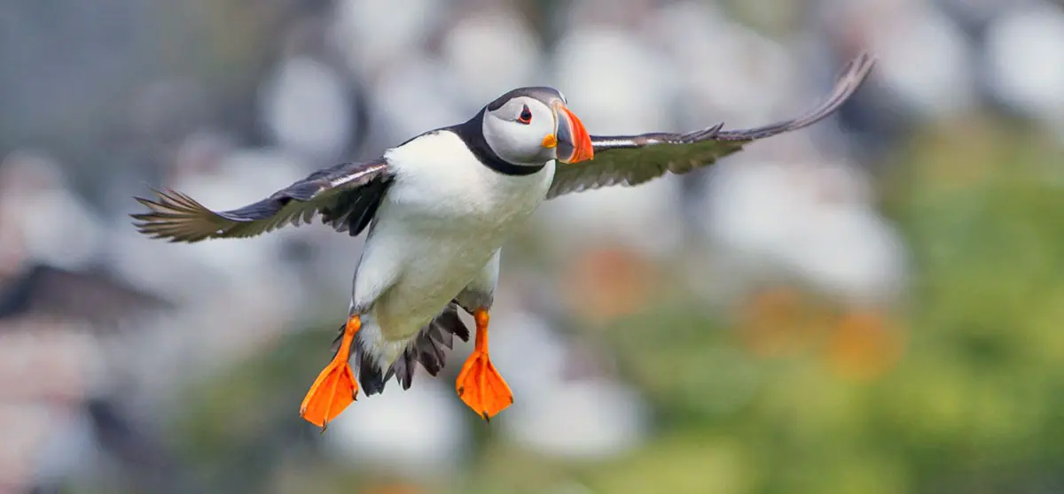 puffin flying