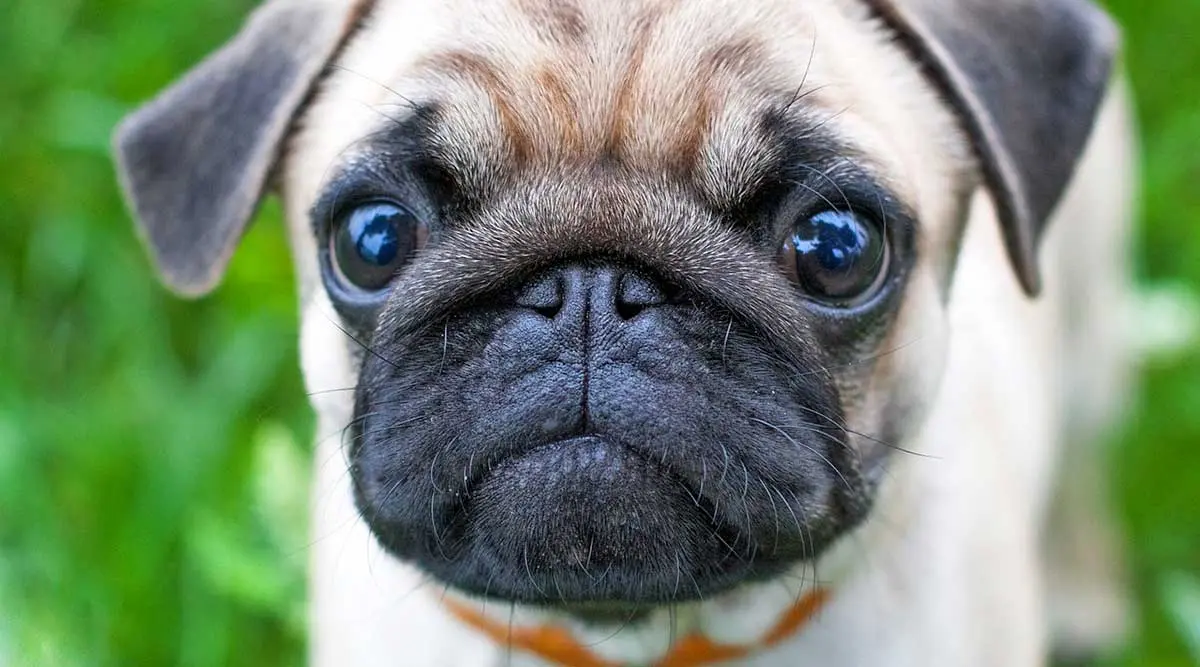 pug eyes