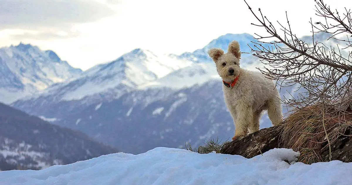 pumi on a mountain