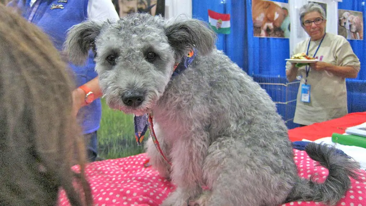 pumi puppy at dog show