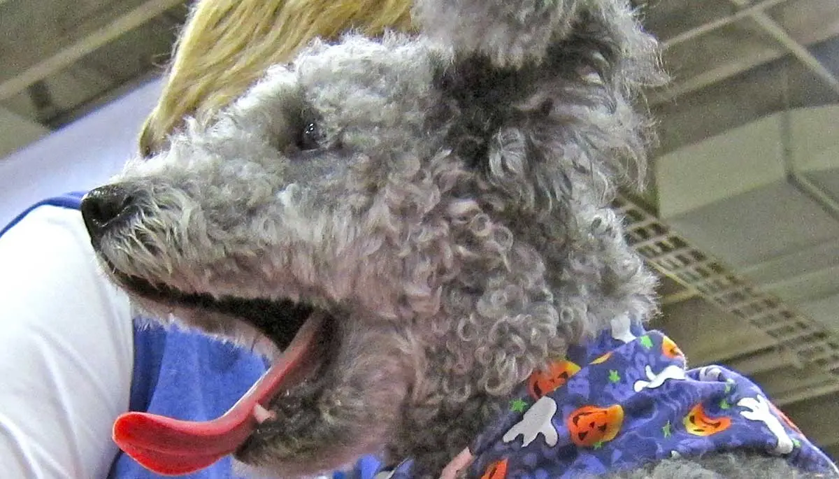 pumi puppy yawning