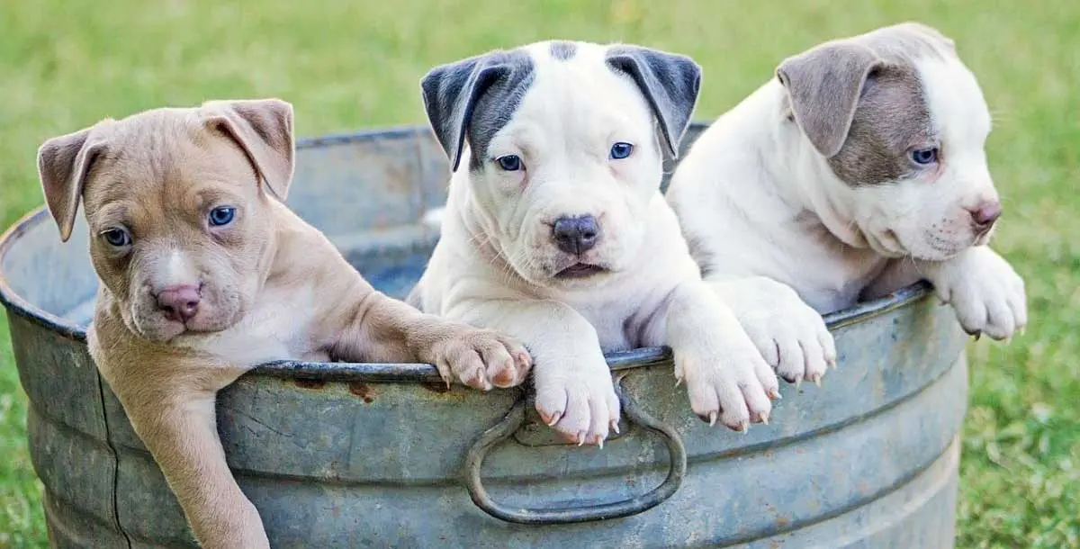 puppies in tub