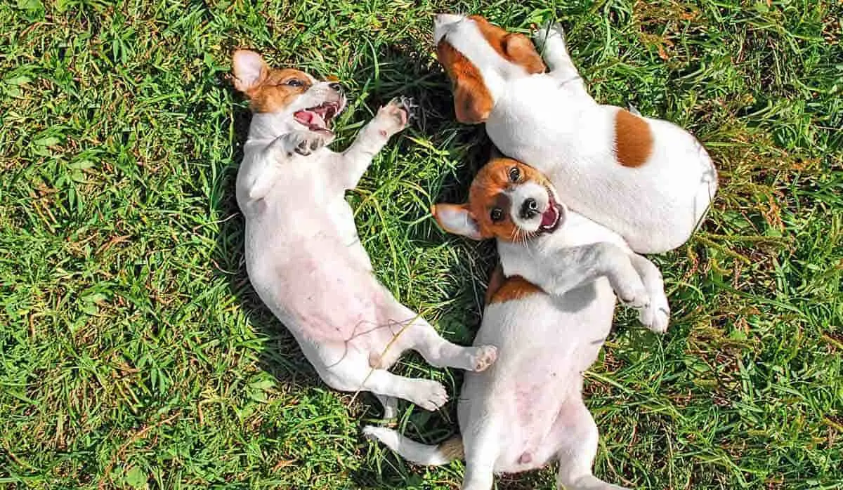 puppies playing on grass