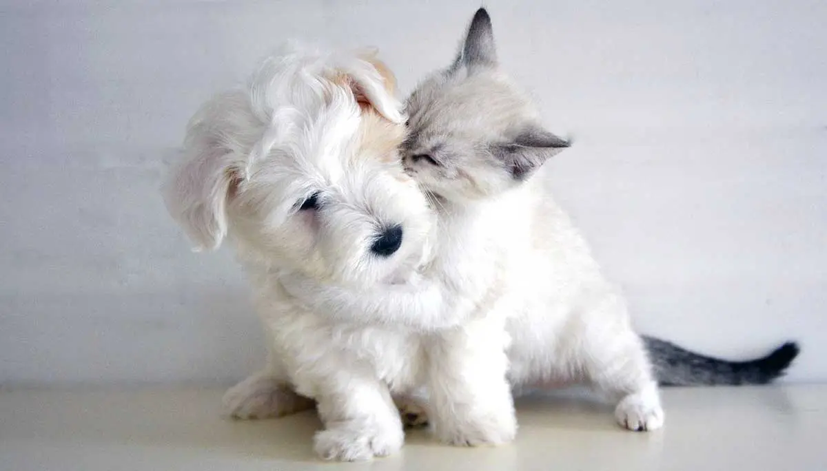 puppy and kitten