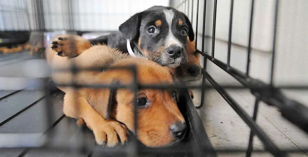 puppy at shelter