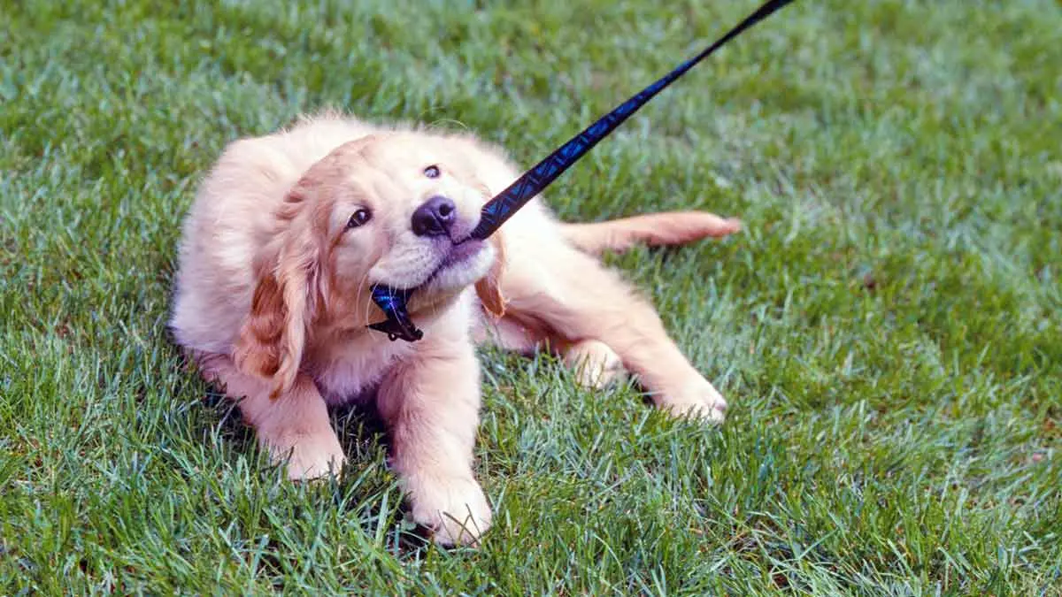 puppy chewing leash