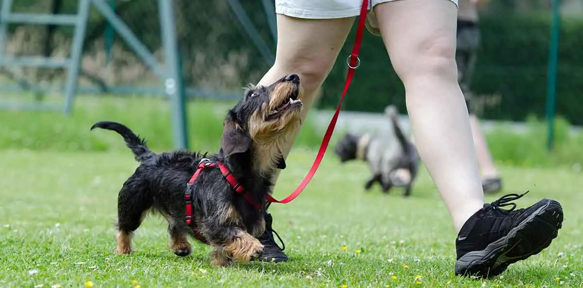puppy dog training mammal vertebrate obedience 897885 pxhere
