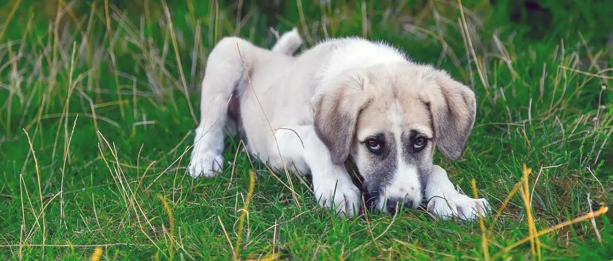 puppy scared