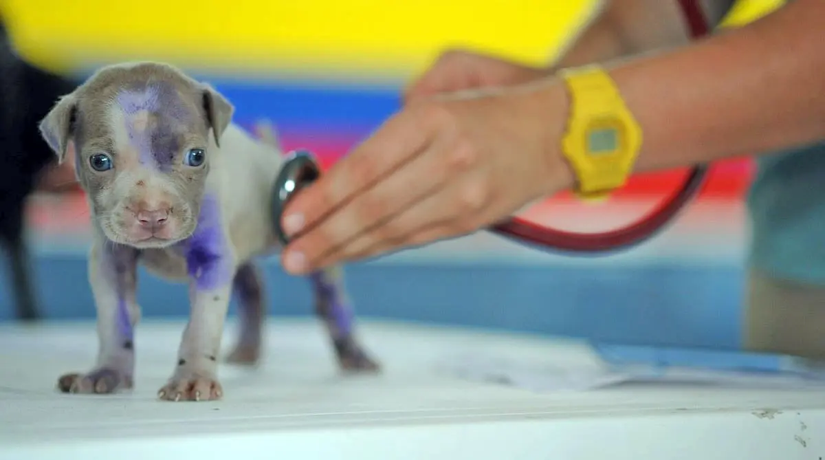 puppy stethoscope