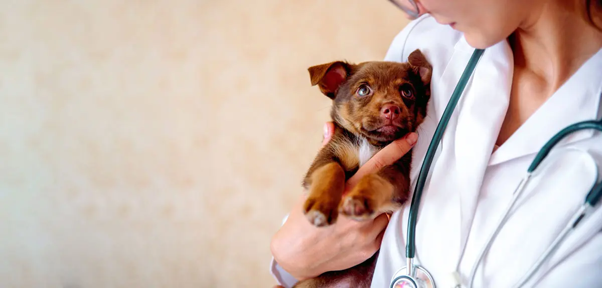 puppy with vet