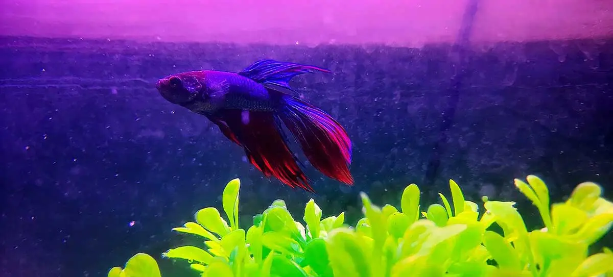 purple betta fish