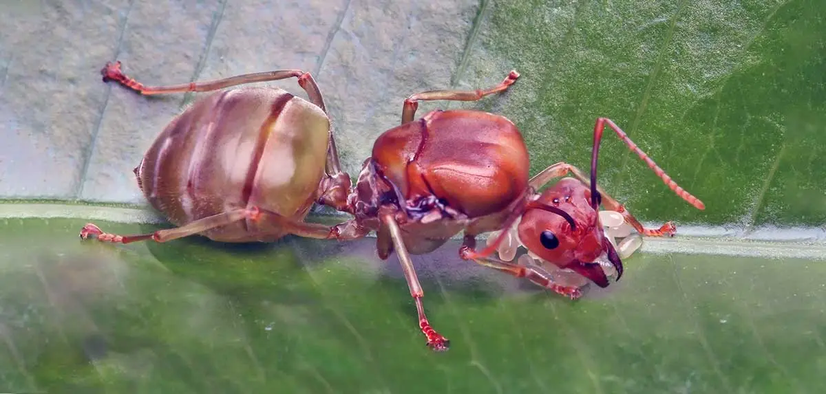 queen ant with eggs on leaf