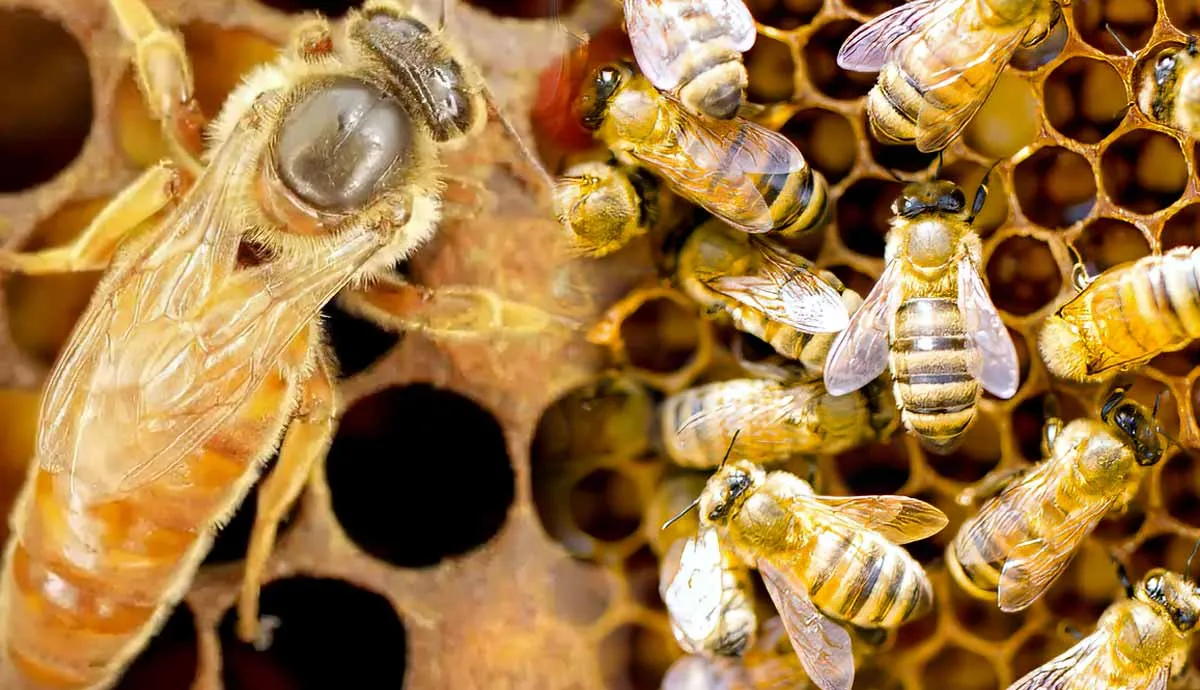 queen bee vs worker bee difference