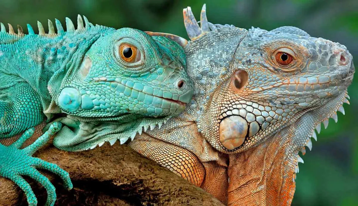 questions about iguanas answered