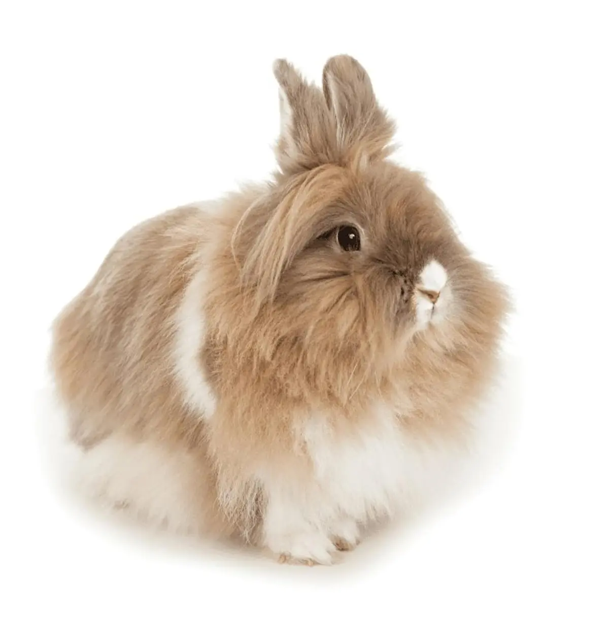 rabbit breeds