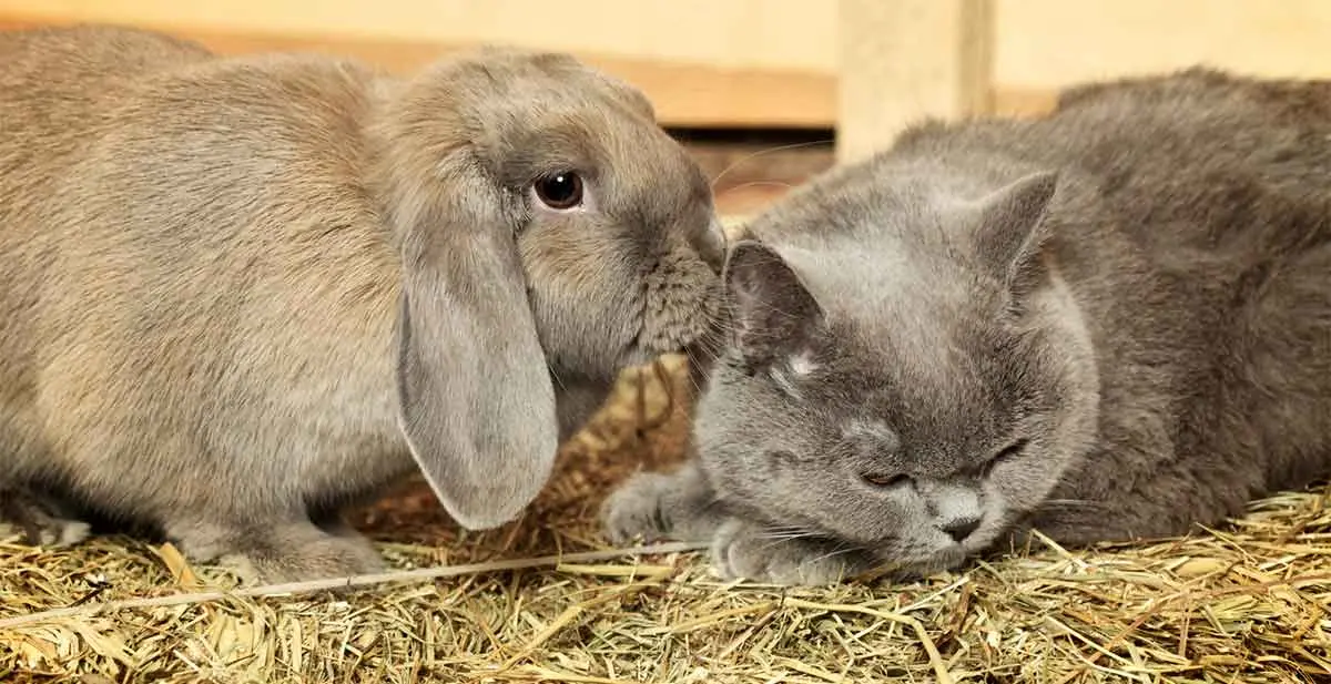 rabbit investigates cat